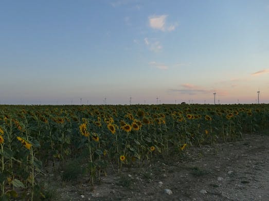Girasoles en la zona del cuadrón